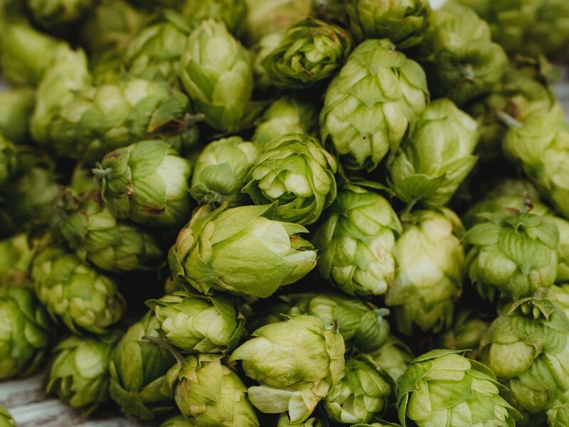 What Are the Most Commonly Used Hops?